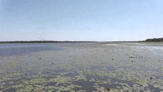 Myakka Airboat Tour Florida [upl. by Odraude]