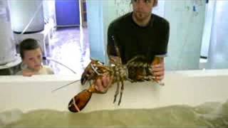 female lobster with eggs [upl. by Rooney]