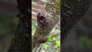 Peach tree Disease Gummosis or Borer [upl. by Neb]