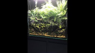 60 Day Aquaterrarium update [upl. by Irv123]