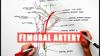 Femoral Artery and its branches  Anatomy tutorial [upl. by Powell871]