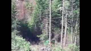 Feller buncher mechanical logging near Fall Creek Oregon first [upl. by Haidej223]