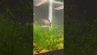 badfish fishing bassfishing giantbass bass fish lake aquaria fishspecies aquatic foryou [upl. by Gil]