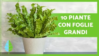 10 PIANTE con FOGLIE GRANDI 🌿 Da interno e da esterno [upl. by Atsyrt]