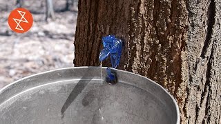 Making Maple Syrup  Où se trouve Garland Sugar Shack [upl. by Harts]