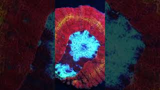 Amazing Ring of fire rainbow Lobophyllia coral shorts saltwaterfishtank aquarium coralreef [upl. by Naltiac]