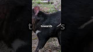 Meet the Ferocious Tasmanian Devil Natures Fearless Scavenger wildlife [upl. by Bamberger]