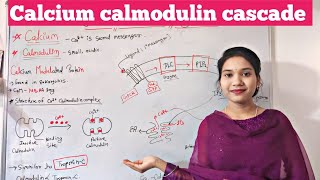 calcium calmodulin cascade  calcium calmodulin pathway in hindi  signal transduction  plants [upl. by Williamsen]