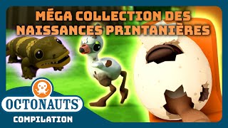 Octonauts  🌼 MÉGA collection des naissances printanières 🐣  Compilation [upl. by Kirtap]