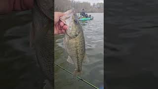 Alabama bass catch and release fishing bassfishing fishingshorts [upl. by Anaynek]