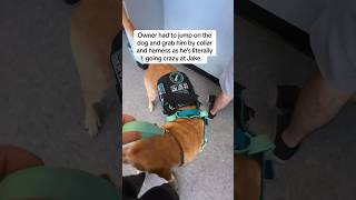 Untrained dog goes nuts over my service dog servicedog dog youtubeshorts shorts dogtraining [upl. by Toh]