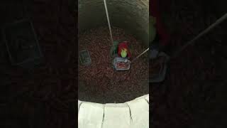 Sweet potato cellar storage process [upl. by Hakaber332]