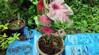 Caladium  Bombshell  Plants Care  and Overview [upl. by Orsa898]