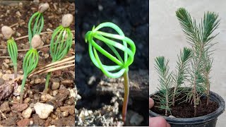 Pine Tree Growing From Seed  How To Grow Pine Tree Seed [upl. by Geddes185]