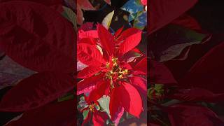 Poinsettia plant natural grow beautiful colour my home Nursery garden shorts [upl. by Anierdna]