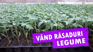 Vand Rasad Rosii Vinete Ardei Castraveti si alte Rasaduri Legume 2024 [upl. by Burkhardt566]