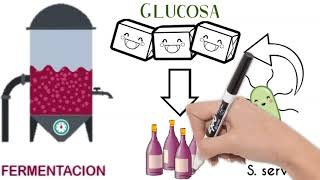 ¿Qué es la fermentación  ¿Cómo se elabora el Vino [upl. by Ellesirg48]