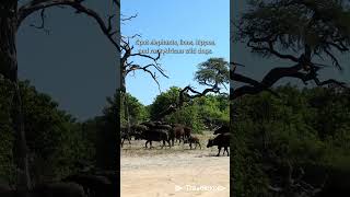 Okavango Delta 🌍  Botswanas Hidden Gem [upl. by Ramon881]