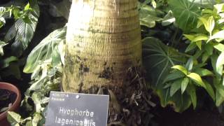 RHS Wisley Garden  Aechmea orlandiana growing on Bottle palms  Brönugras [upl. by Hamburger150]