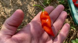 SemiStraniit  Naga Morich Red Hot Pepper [upl. by Lias]