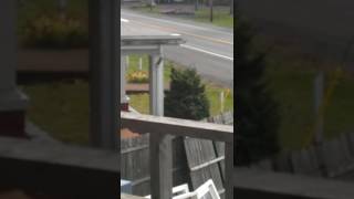 Real dogman caught on tape in north Carolina [upl. by Caralie]