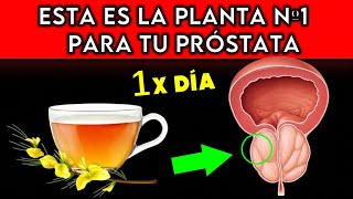 PLANTA 1 que MEJORA la PRÓSTATA COMO TOMARLA [upl. by Hterrag]