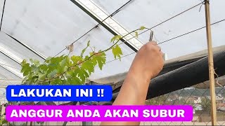 Cara Merawat Anggur Di Masa Vegetatif [upl. by Nitreb553]