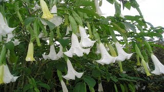 Para Que sirve El Floripondio Propiedades Medicinales Brugmansia [upl. by Assenev]