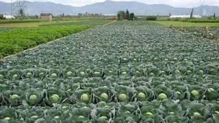 Top 10 Vegetable Farming In India [upl. by Clari]