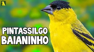 PINTASSILGO BAIANINHO CANTANDO MUITO  Pintassilgo do Nordeste [upl. by Farra]