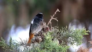 זכר חכלילית סלעים בשירה a singing Black Redstart male  עמק יזרעאל 11112024 [upl. by Conrado440]