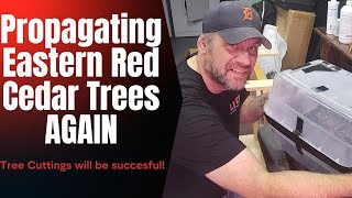 WILL THIS WORK Propagating Eastern Red Cedar Trees part 3 [upl. by Birchard369]