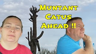 OffRoad Adventure to Find Rare Mutant Saguaro Cacti  AampG Adventures [upl. by Zaller]