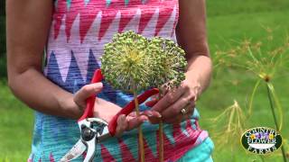 How to Cut Back Alliums in your Garden [upl. by Ronnoc]