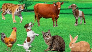 Animal Sounds Compilation  Tiger Rabbit Cow Dog Goat Sheep [upl. by Frodeen96]