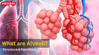 Alveoli function in respiratory system Alveoli gas exchange Structure and functions of alveoli [upl. by Deidre495]