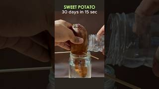 TIME LAPSE  sweet potato in water for a month timelapse [upl. by Ecirehs]