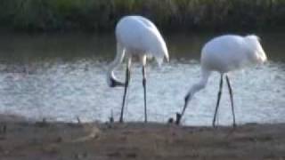 Whooping Crane trying to dislodge antenna [upl. by Wattenberg164]