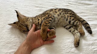 Wild Serval Kitten 2 Month Eats Chicken [upl. by Damiani]