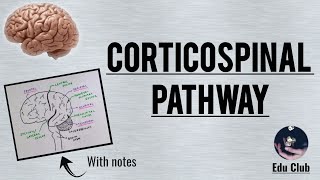 Corticospinal Tract  Pyramidal tract  Detailed Explanation with PG Questions [upl. by Miles21]