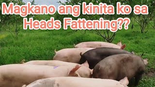 Kita sa pag aalaga ng 7 baboy [upl. by Ahcarb]