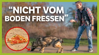 Wie du deinem Hund abgewöhnst vom BODEN zu fressen LIVE BEISPIEL [upl. by Ettenuj]