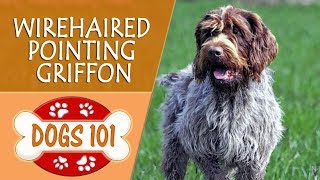 Dogs 101  WIREHAIRED POINTING GRIFFON  Top Dog Facts About the WIREHAIRED POINTING GRIFFON [upl. by Mayworm]