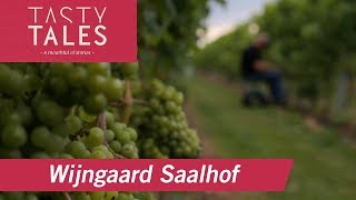 WIJNGAARD SAALHOF Wognum • Dutch winery in the polder • Tasty Tales [upl. by Nairde312]