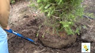 Can You Dig It  Learn how to dig a tree or shrub to transplant [upl. by Bascio]