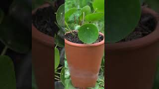 Tip Tuesday  Pilea houseplants plants houseplantclub indoorplants plantcare planthome [upl. by Nehte]