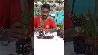 cattleya hybrid orchid repotting shorts short youtubeshorts trending video viralvideo youtube [upl. by Ibrab]