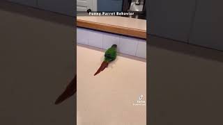 Funny parrot pt9 like and sub for pt10 funny porrot funnymoment stupids funniest giggles [upl. by Yral883]