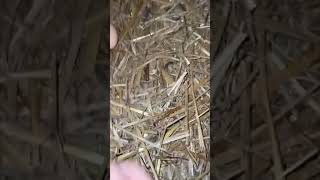 Harvesting the hens eggs 444 part 1 raisingchickensforeggs chickeneggs eggs backyardchickens ch [upl. by Mordy]