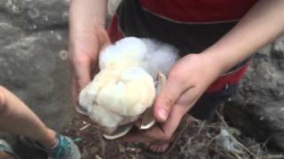 CRAZY Opening a Silkcotton Tree Pod [upl. by Iras]